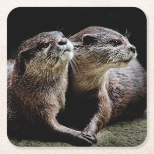 Cutest Baby Animals Otters Holding Hands Square Paper Coaster