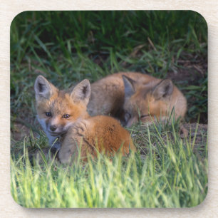 Cutest Baby Animals Pair of Red Fox Kit Siblings Coaster