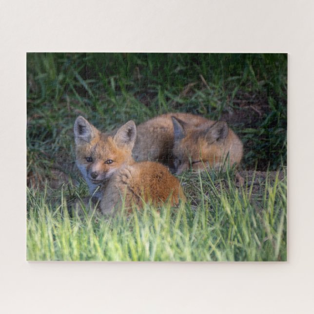 Cutest Baby Animals | Pair of Red Fox Kit Siblings Jigsaw Puzzle (Horizontal)