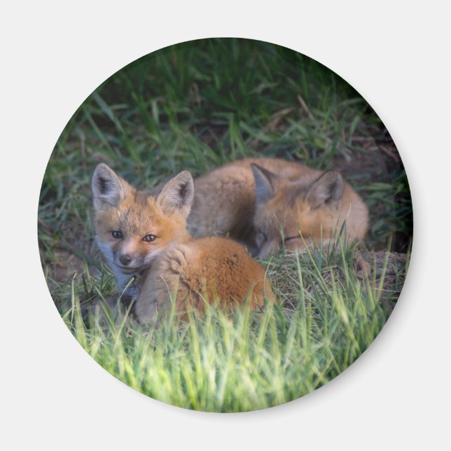 Cutest Baby Animals | Pair of Red Fox Kit Siblings Magnet (Front)