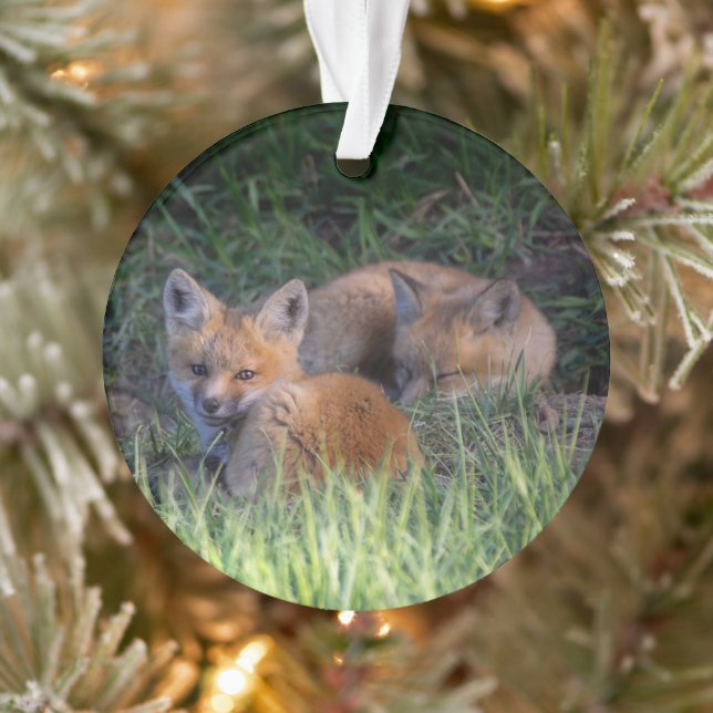 Cutest Baby Animals | Pair of Red Fox Kit Siblings Ornament (Tree)