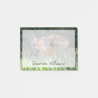 Cutest Baby Animals | Pair of Red Fox Kit Siblings