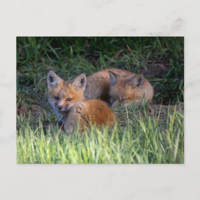 Cutest Baby Animals | Pair of Red Fox Kit Siblings Postcard (Front)