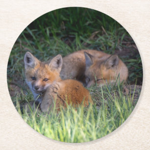 Cutest Baby Animals Pair of Red Fox Kit Siblings Round Paper Coaster