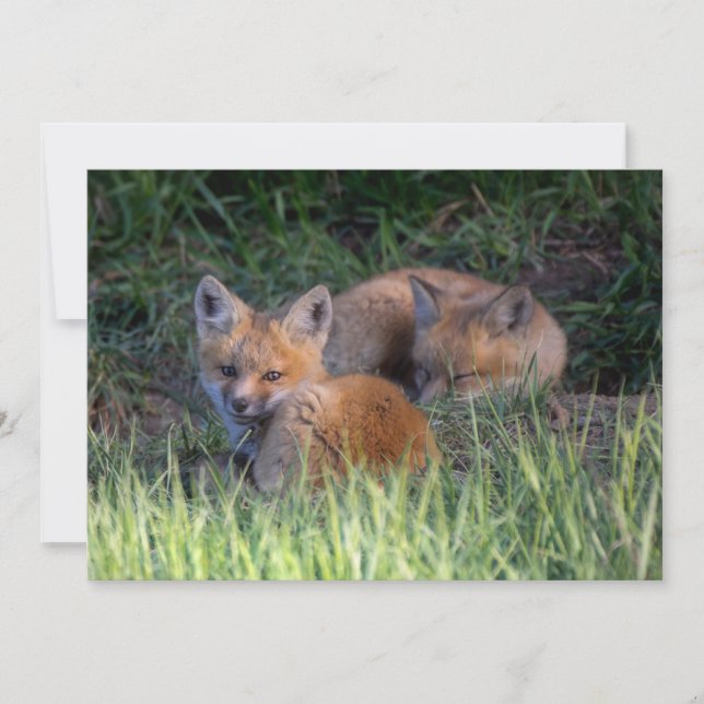 Cutest Baby Animals | Pair of Red Fox Kit Siblings Thank You Card (Front)