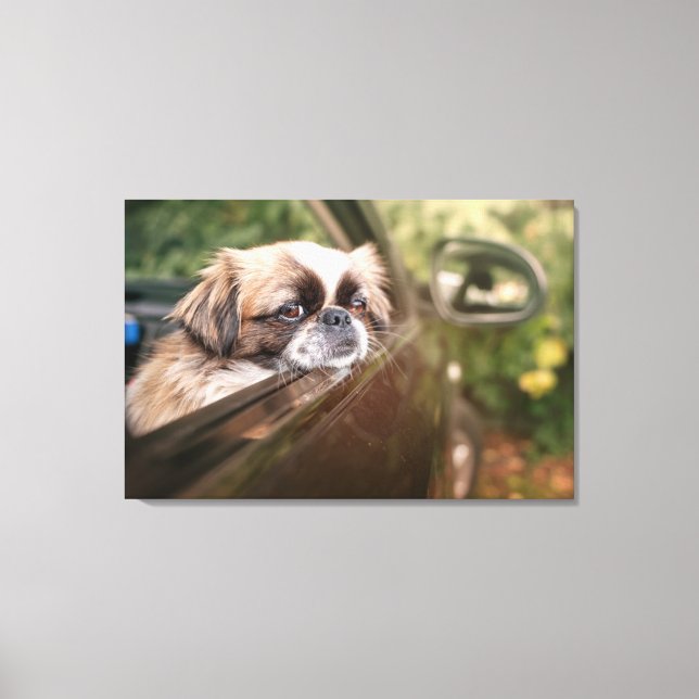 Cutest Baby Animals | Pekingese Puppy in Car Canvas Print (Front)