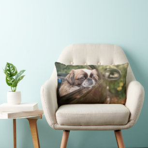 Cutest Baby Animals Pekingese Puppy in Car Lumbar Cushion