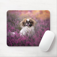 Cutest Baby Animals | Pekingese Puppy