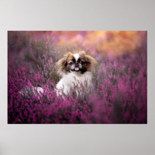 Cutest Baby Animals   Pekingese Puppy Poster