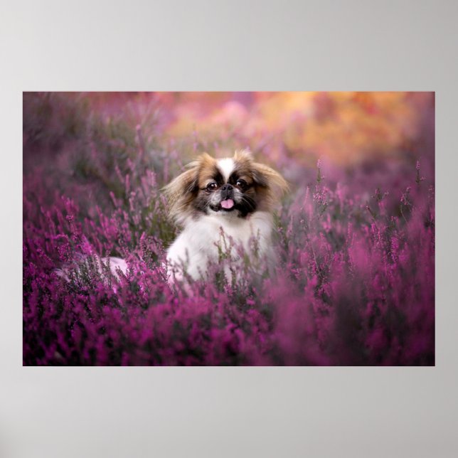 Cutest Baby Animals | Pekingese Puppy Poster (Front)