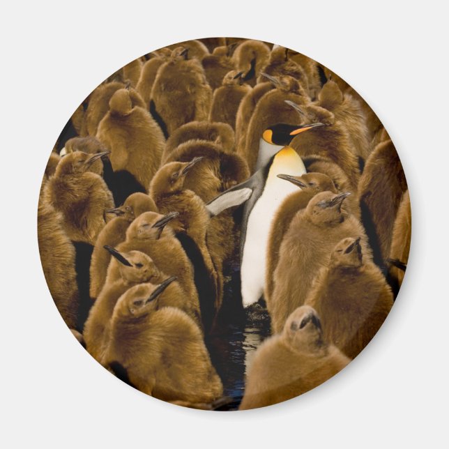 Cutest Baby Animals | Penguin Among Youngsters Magnet (Front)