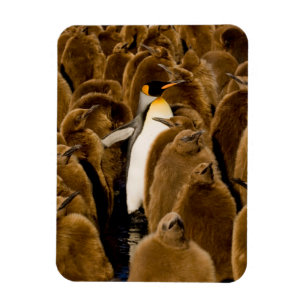 Cutest Baby Animals   Penguin Among Youngsters Magnet