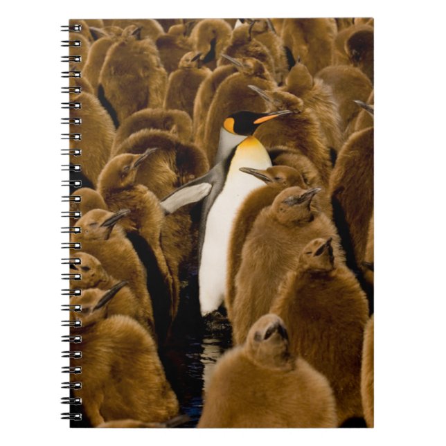 Cutest Baby Animals | Penguin Among Youngsters Notebook (Front)