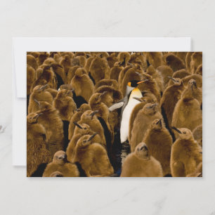 Cutest Baby Animals   Penguin Among Youngsters Thank You Card