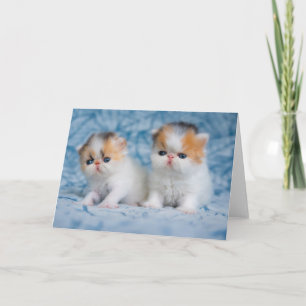 Cutest Baby Animals   Persian Calico Kitten Card