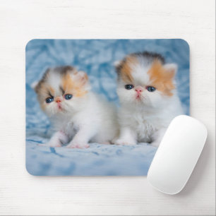 Cutest Baby Animals   Persian Calico Kitten Mouse Pad