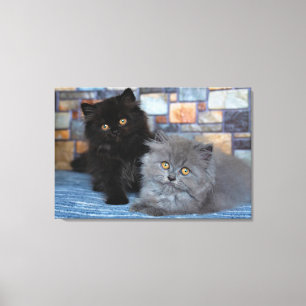 Cutest Baby Animals Persian Kittens on Blanket Canvas Print