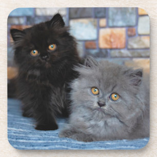 Cutest Baby Animals Persian Kittens on Blanket Coaster