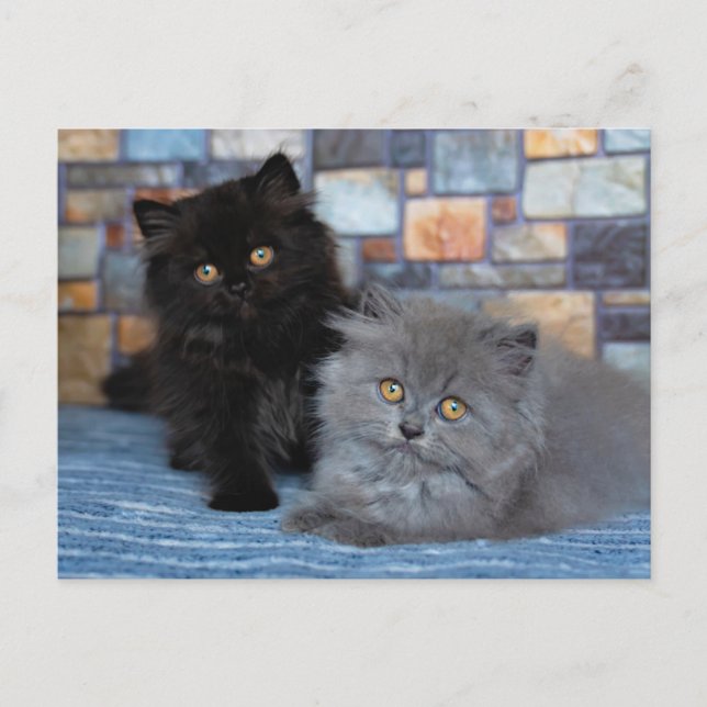 Cutest Baby Animals | Persian Kittens on Blanket Postcard (Front)