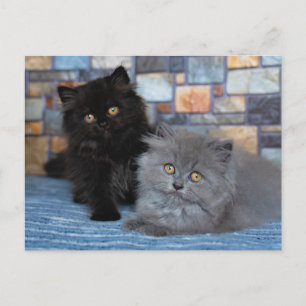 Cutest Baby Animals   Persian Kittens on Blanket Postcard