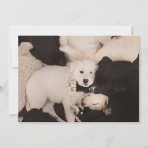 Cutest Baby Animals Pile of Puppies Thank You Card