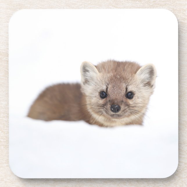 Cutest Baby Animals | Pine Marten Coaster (Front)