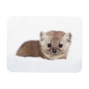 Cutest Baby Animals   Pine Marten Magnet