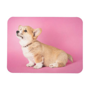 Cutest Baby Animals Pink Corgi Puppy Magnet