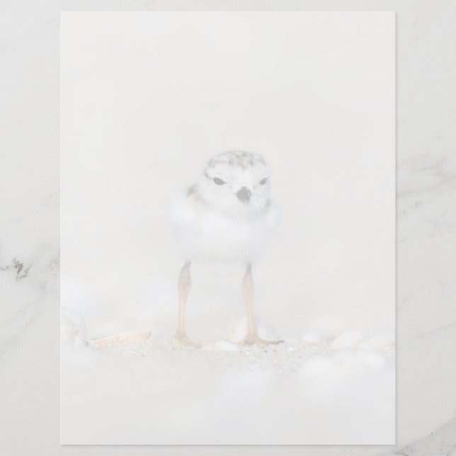 Cutest Baby Animals | Piping Plover Chick (Front)
