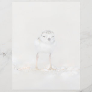 Cutest Baby Animals Piping Plover Chick