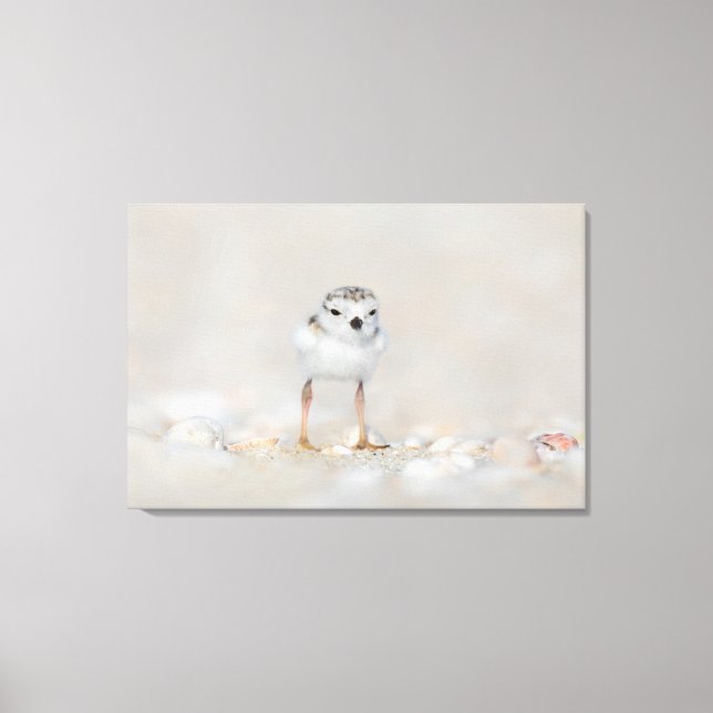 Cutest Baby Animals | Piping Plover Chick Canvas Print (Front)