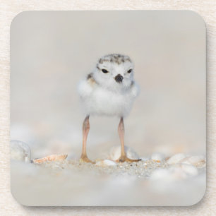 Cutest Baby Animals   Piping Plover Chick Coaster