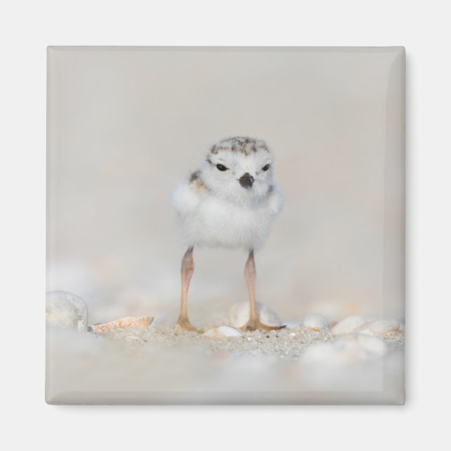 Cutest Baby Animals | Piping Plover Chick Magnet (Front)