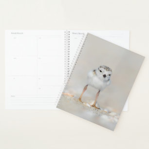 Cutest Baby Animals Piping Plover Chick Planner