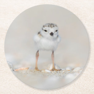 Cutest Baby Animals Piping Plover Chick Round Paper Coaster