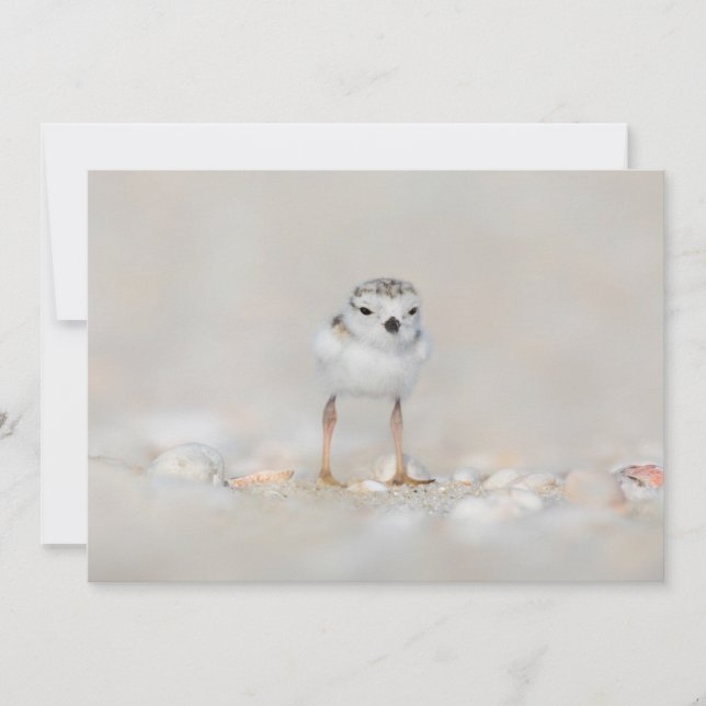 Cutest Baby Animals | Piping Plover Chick Thank You Card (Front)