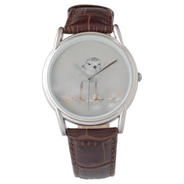 Cutest Baby Animals | Piping Plover Chick Watch (Front)