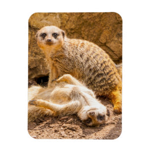 Cutest Baby Animals   Playful Meerkats Magnet