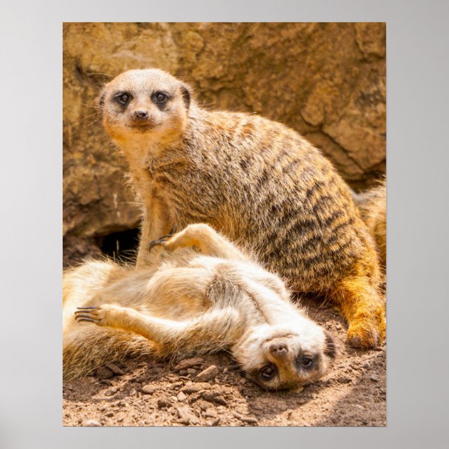 Cutest Baby Animals | Playful Meerkats Poster (Front)