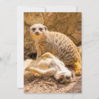 Cutest Baby Animals | Playful Meerkats
