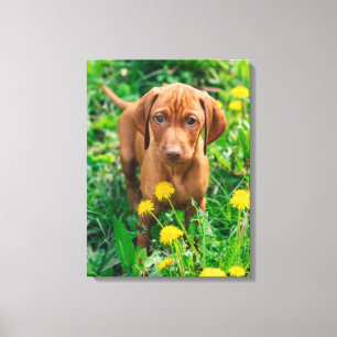 Cutest Baby Animals   Pointer Puppy Canvas Print
