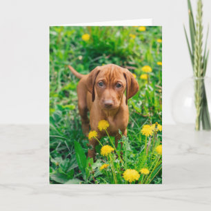 Cutest Baby Animals Pointer Puppy Card