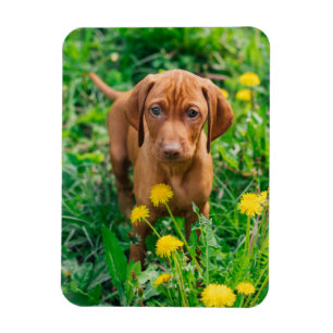Cutest Baby Animals Pointer Puppy Magnet