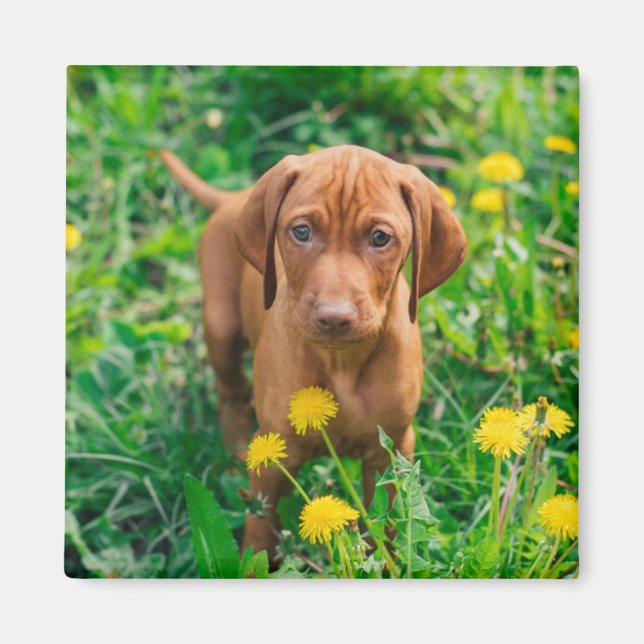 Cutest Baby Animals | Pointer Puppy Magnet (Front)