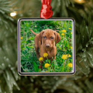 Cutest Baby Animals   Pointer Puppy Metal Tree Decoration