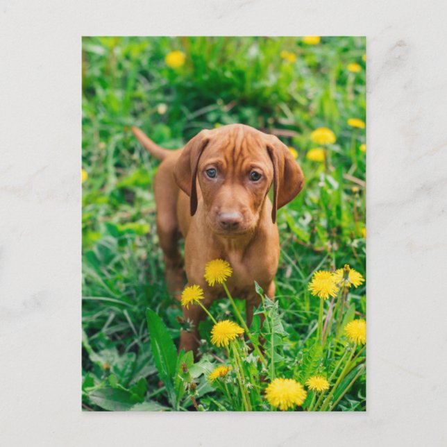 Cutest Baby Animals | Pointer Puppy Postcard (Front)