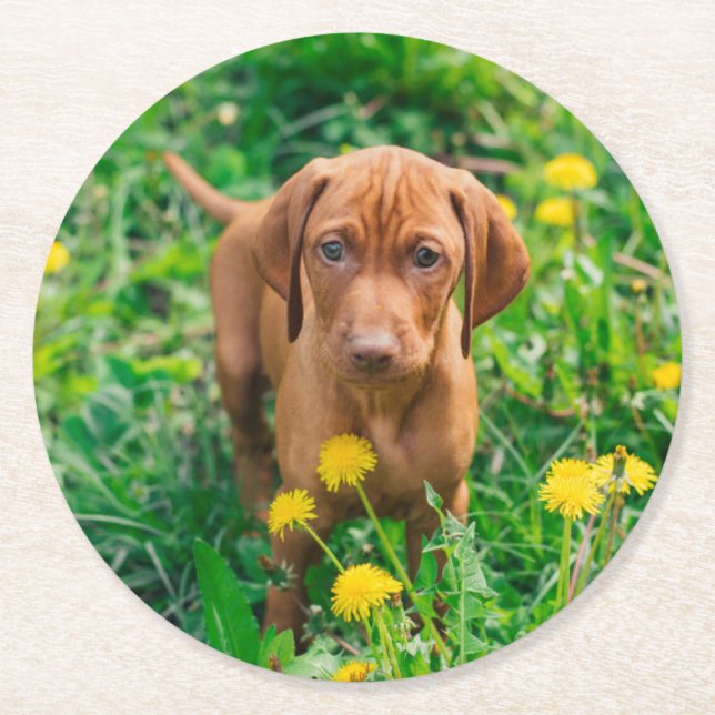 Cutest Baby Animals | Pointer Puppy Round Paper Coaster (Front)