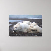 Cutest Baby Animals | Polar Bear Family Alaska