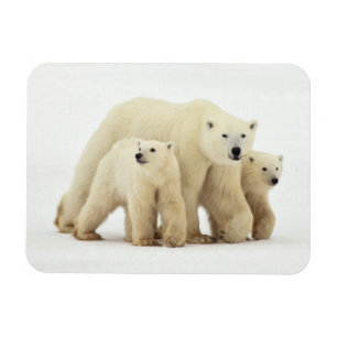 Cutest Baby Animals Polar Bear Family Magnet