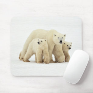 Cutest Baby Animals   Polar Bear Family Mouse Pad